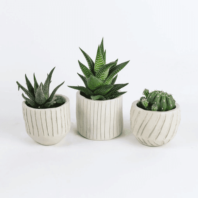 image of Home pottery kit