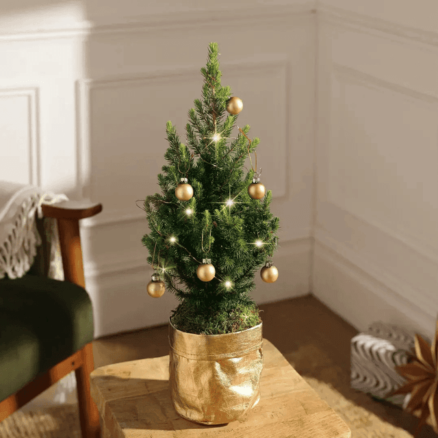 image of Classic Christmas tree