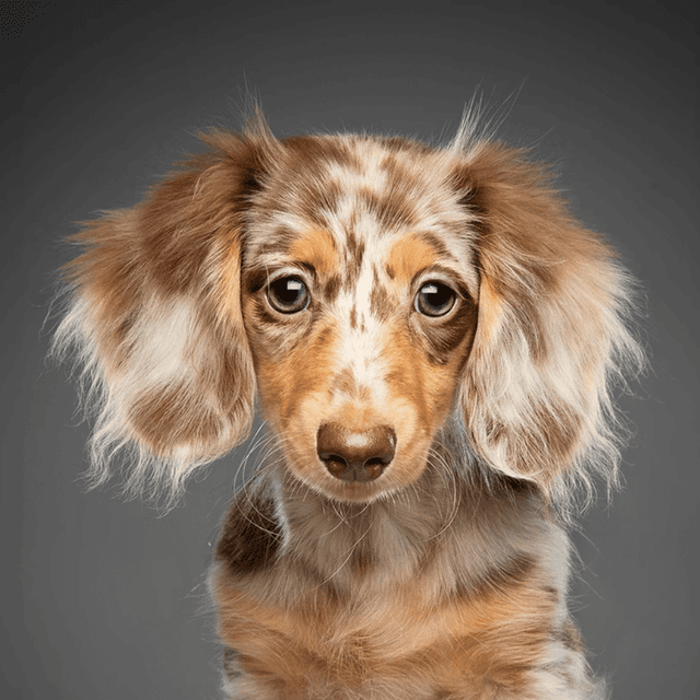 image of Newborn Pet Photoshoot at Venture Studios