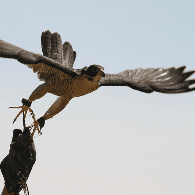 image of Introductory Falconry