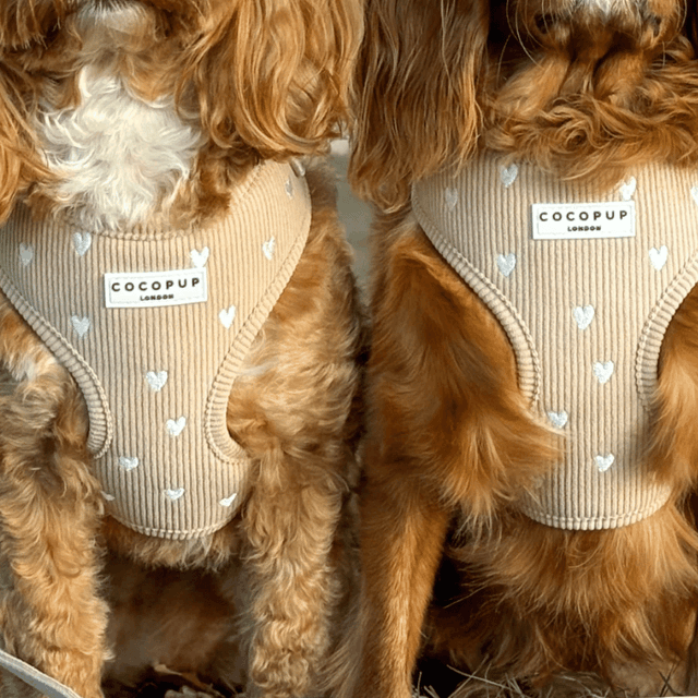 image of Corduroy dog harness