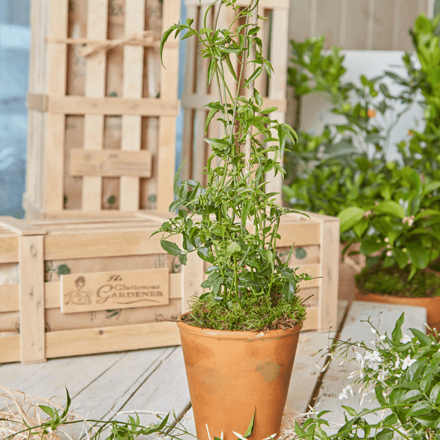 image of Flower crate