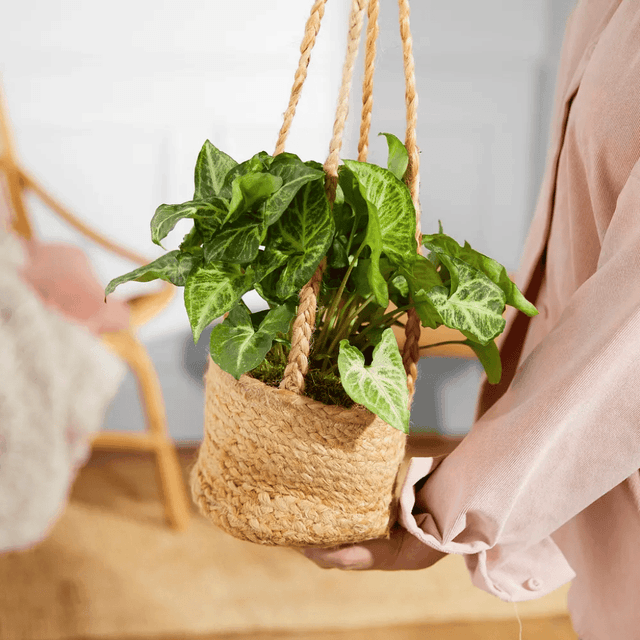 image of Bouquet or house plant