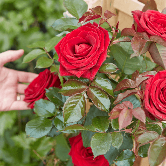 image of Flower crate