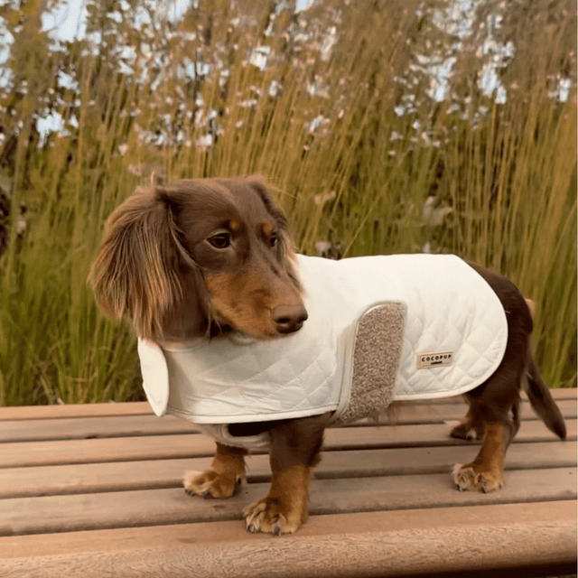 image of Quilted dog coat