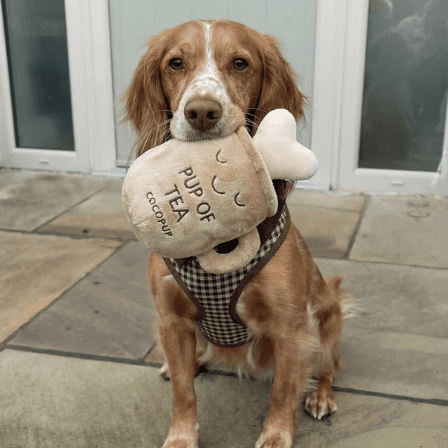 image of Plush dog toy
