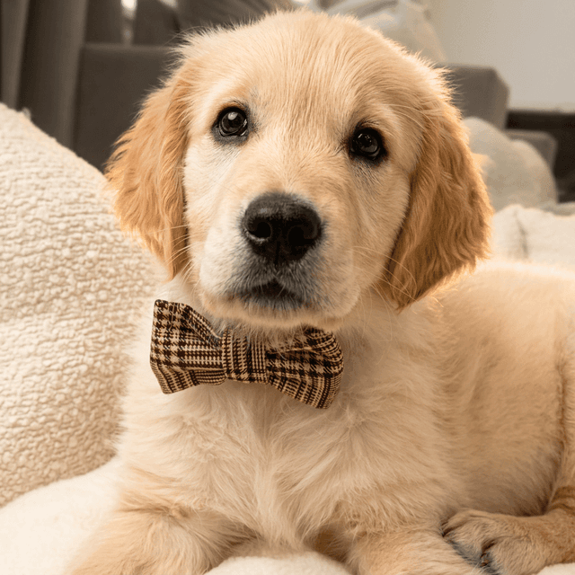 image of Dog bow tie