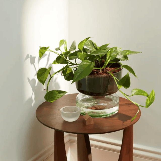 image of Canopy self watering planter