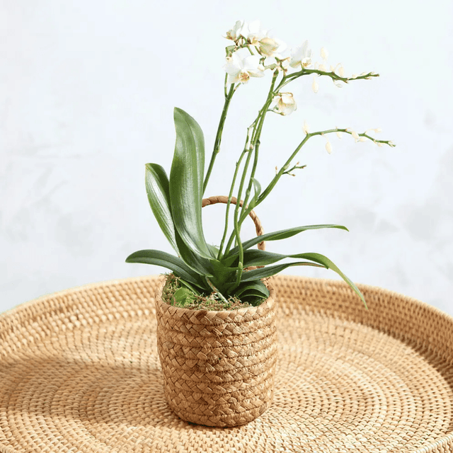 image of House plant