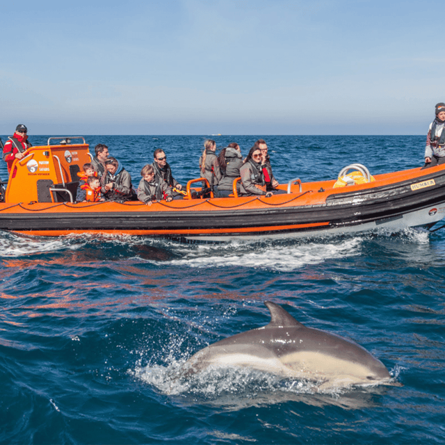 image of Sealife Safari Boat Trip for Two Adults (2hrs)