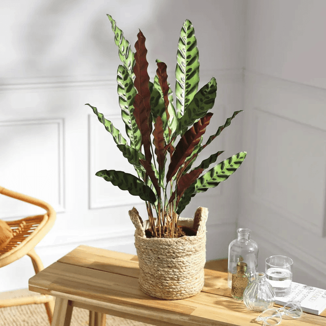 image of Large house plant