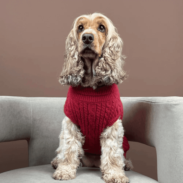 image of Cable knit dog jumper