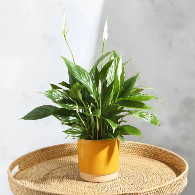 image of House plant