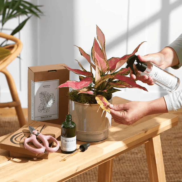 image of TLC plant kit