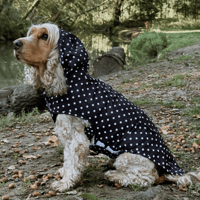 image of Dog raincoat
