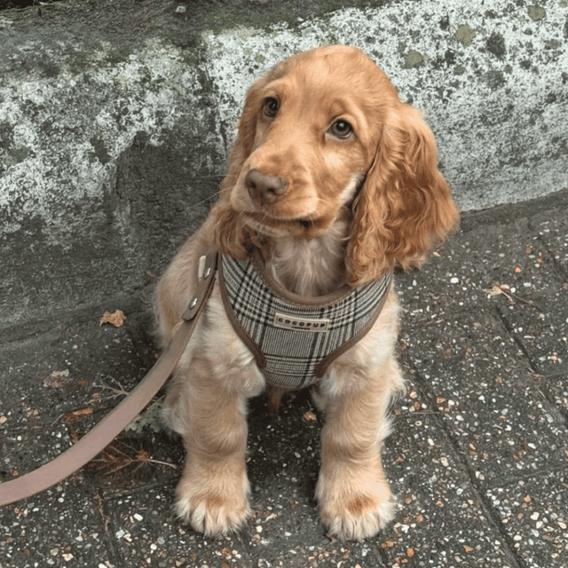 image of Plaid dog harness