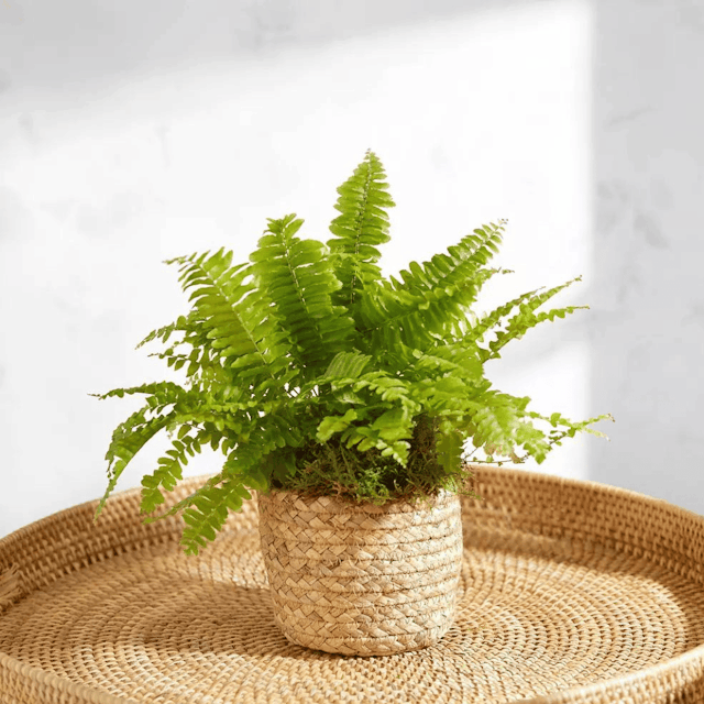 image of House plant